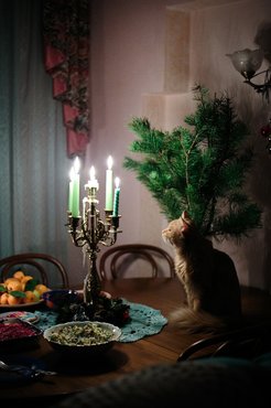 Macska az ünnepi asztalon ül