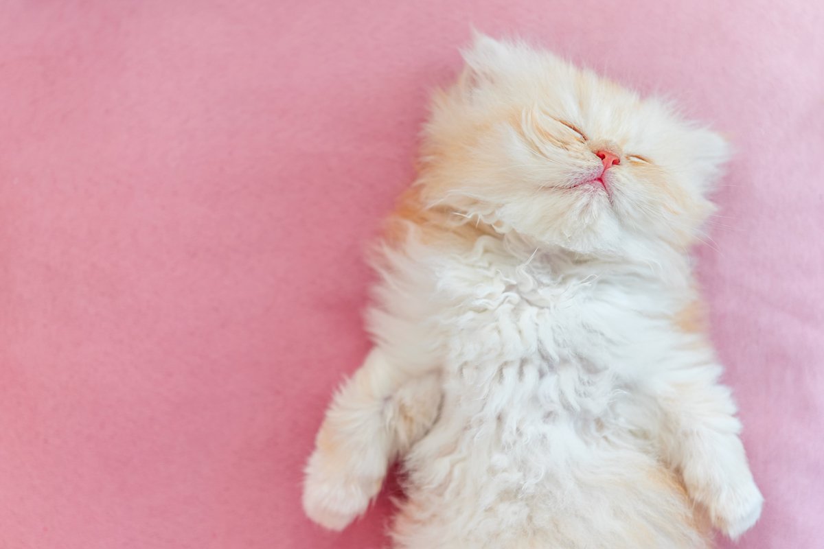 Kitten Sleep