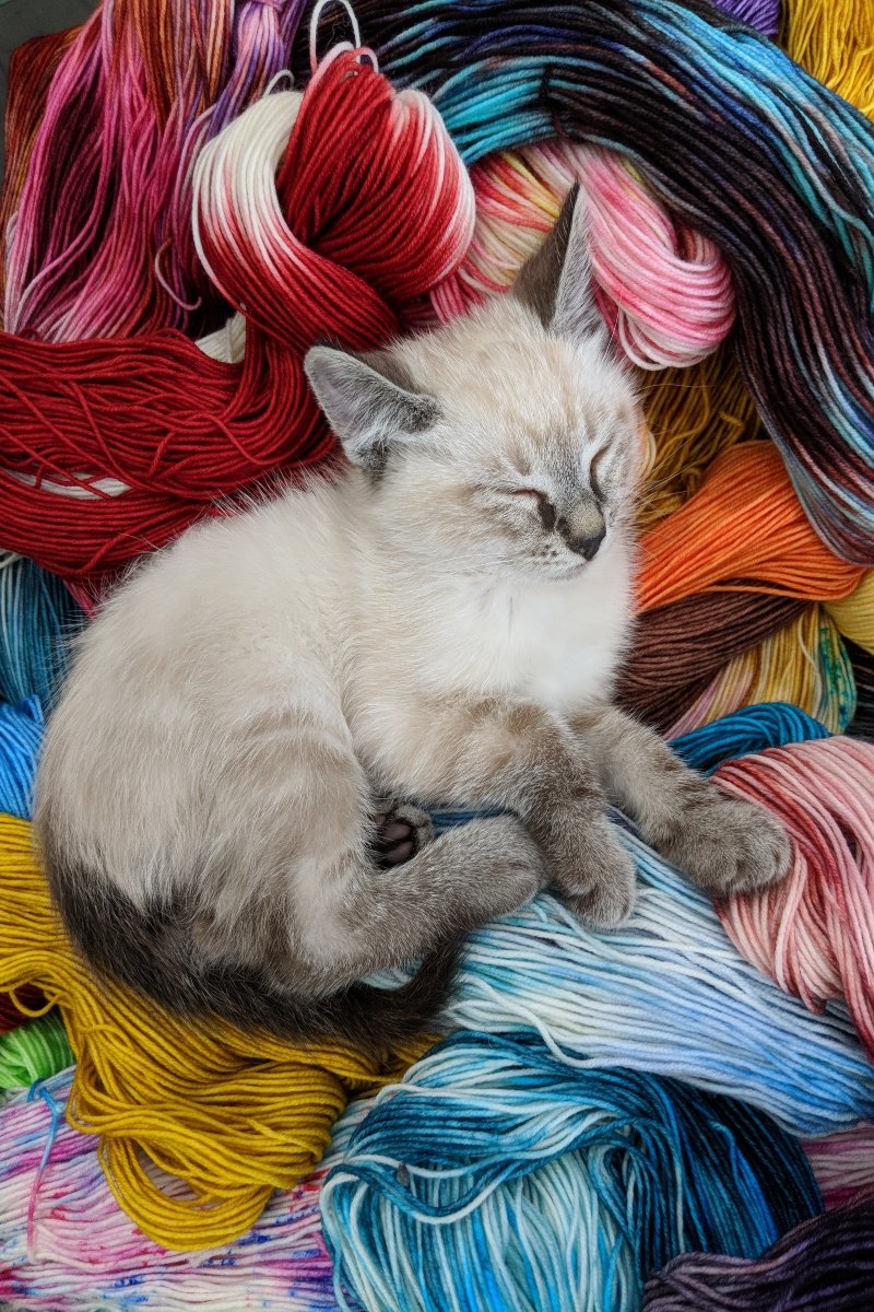 alszik ragdoll