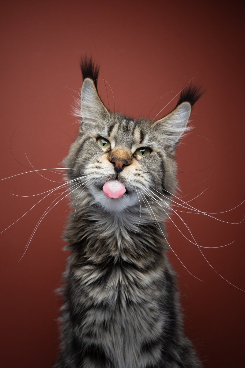 maine coon nyelv
