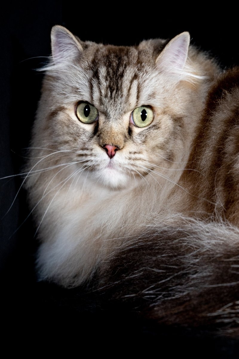 ragamuffin
