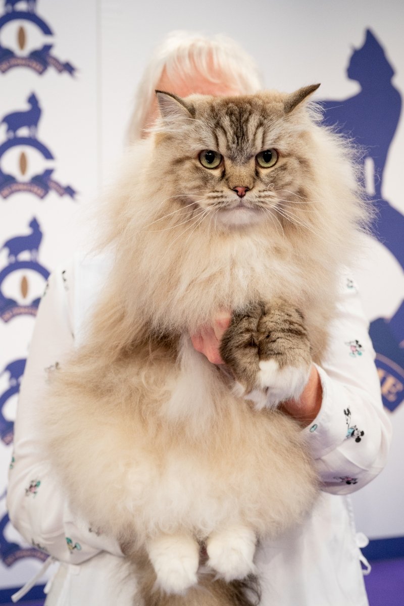 ragamuffin nelle