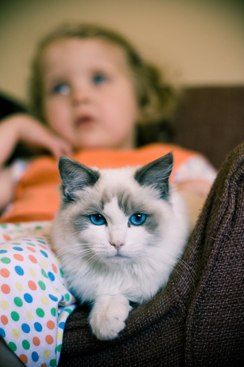 ragdoll gyerek