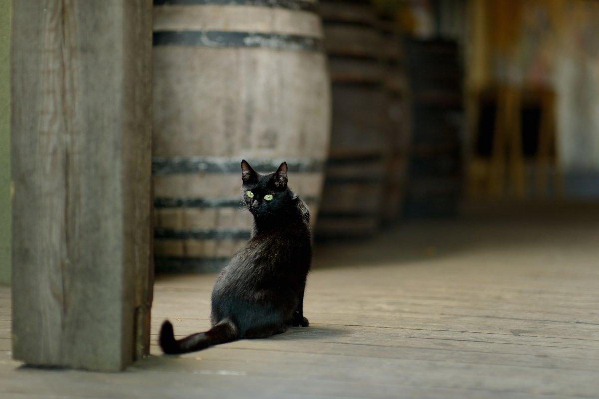 szeszfőzde hordó fekete whisky
