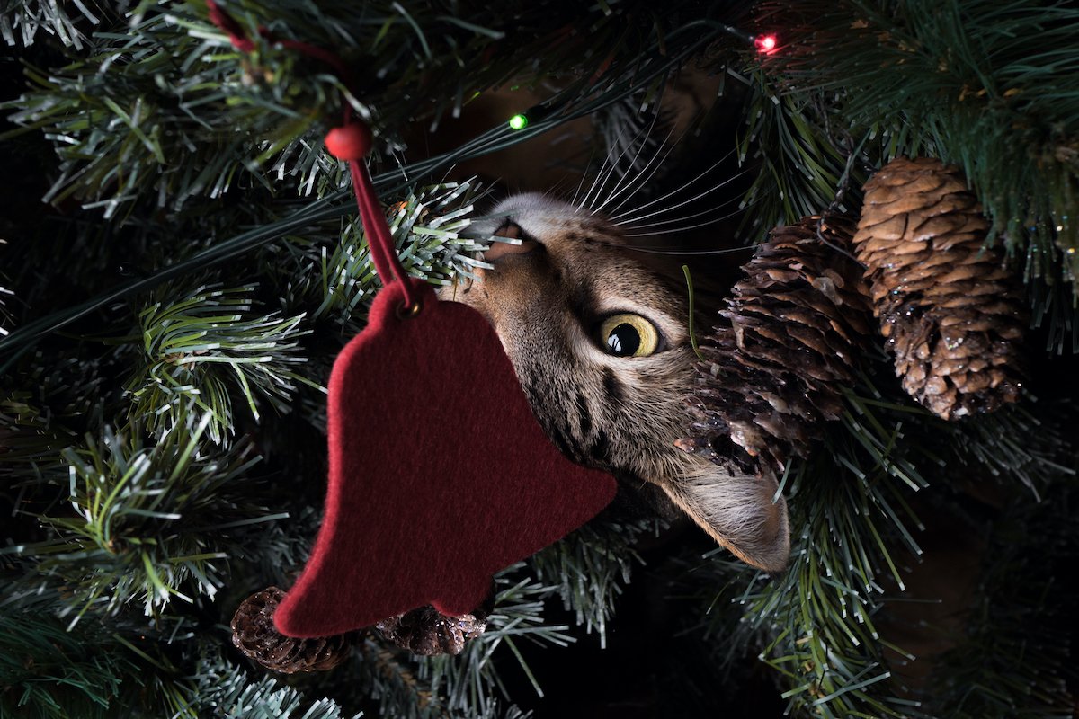 Close-up of christmas decoration hanging on tree