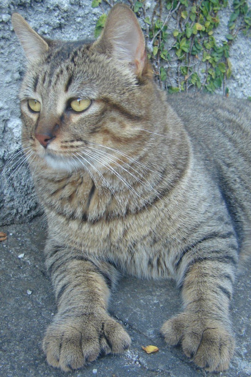 pixie-bob wikipedia