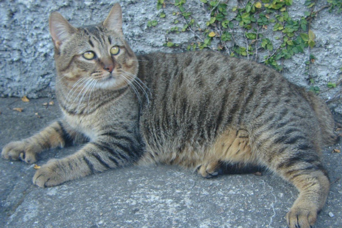 pixie-bob wikipedia