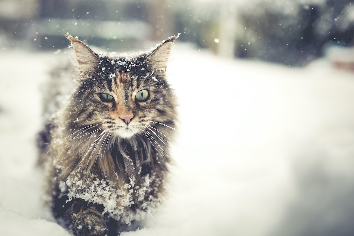 Snow cat