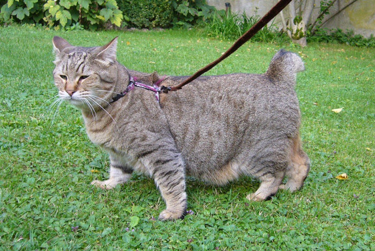 pixie-bob wikipedia