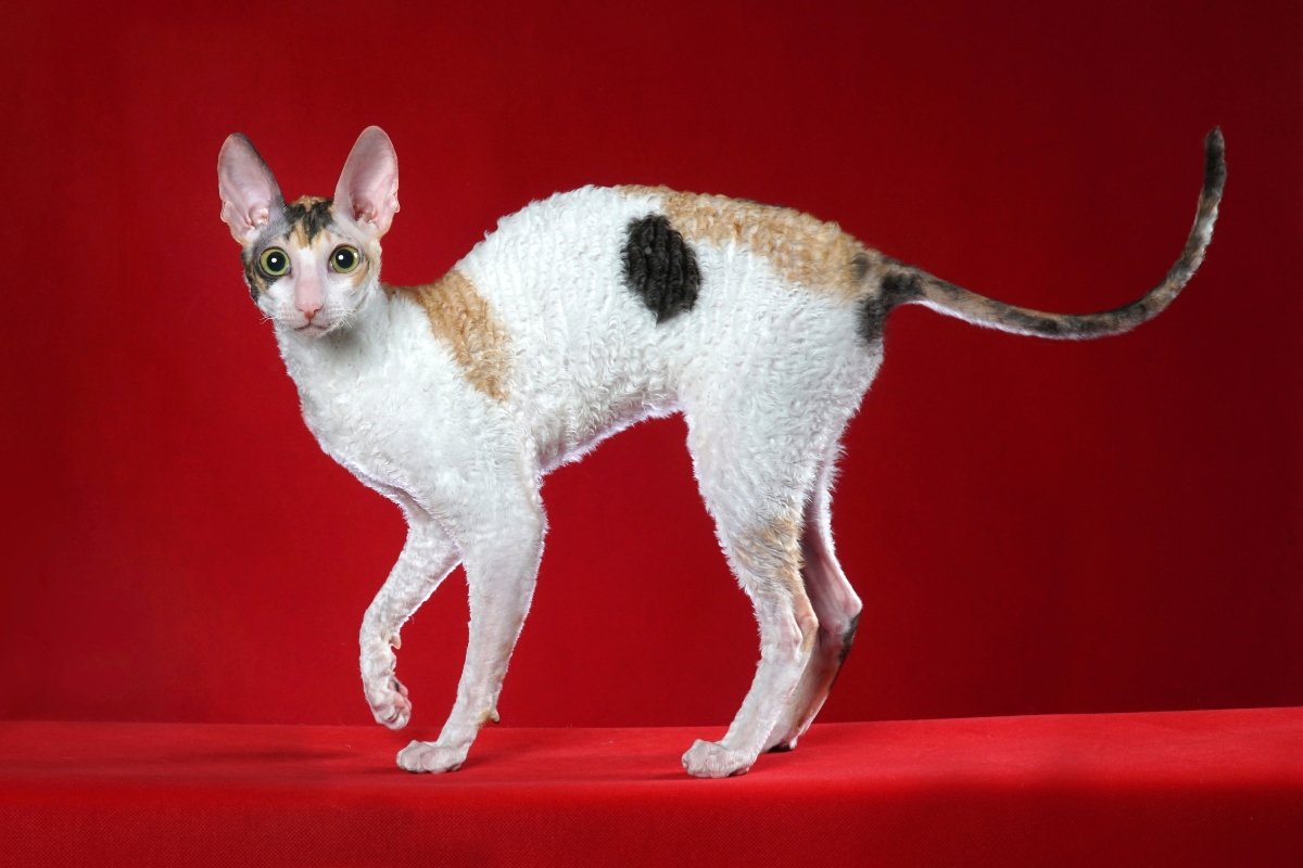 cornish rex