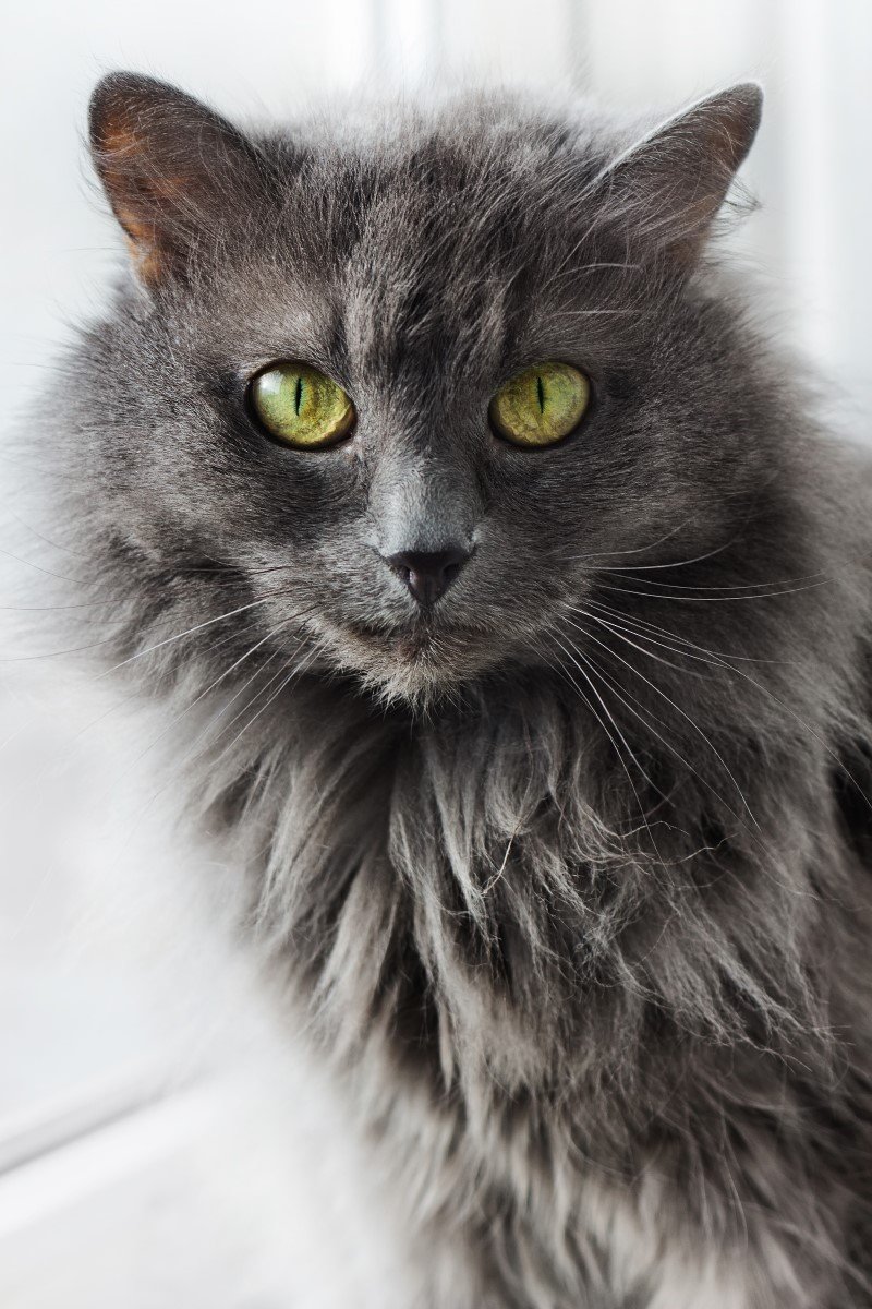 nebelung