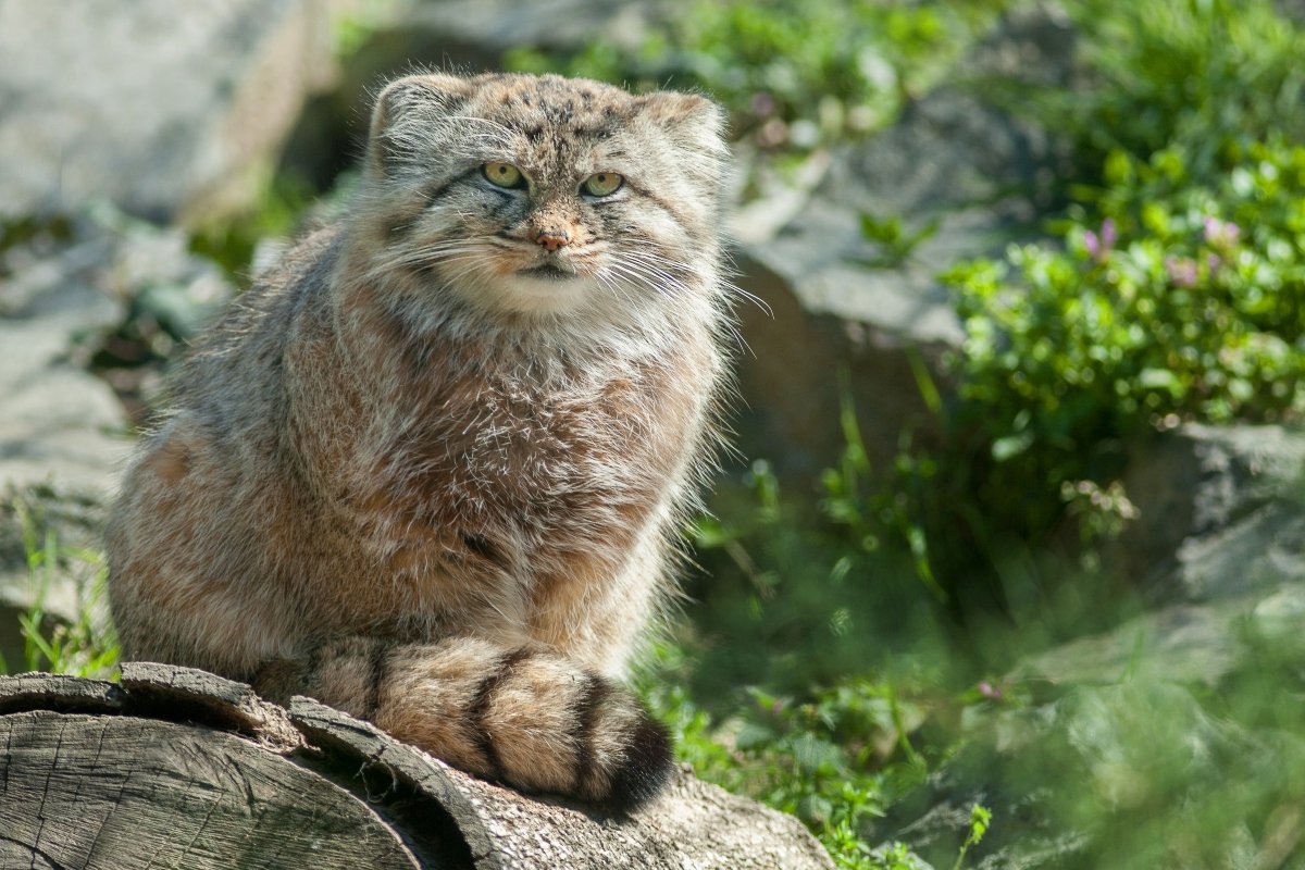 manul pallas pusztai macska