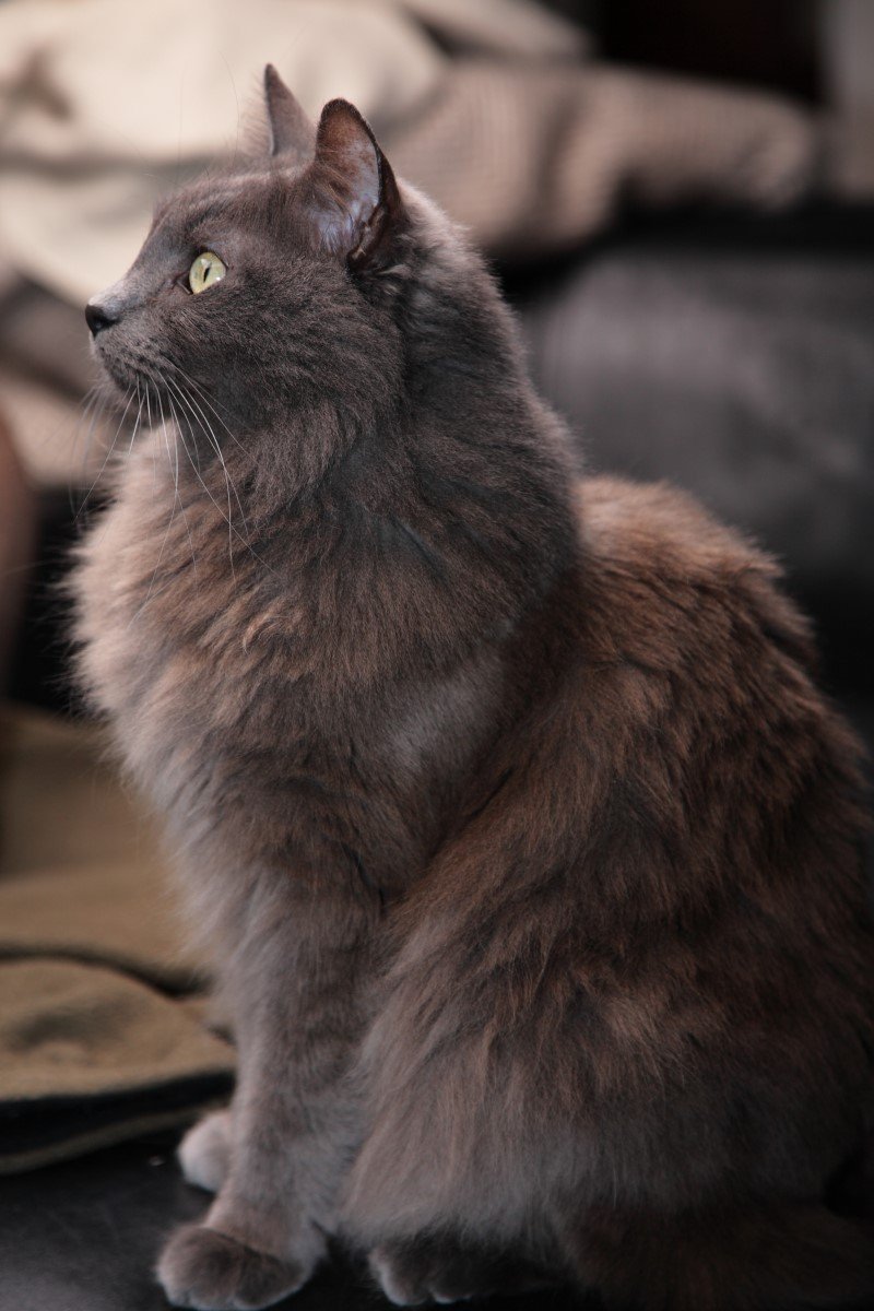 nebelung