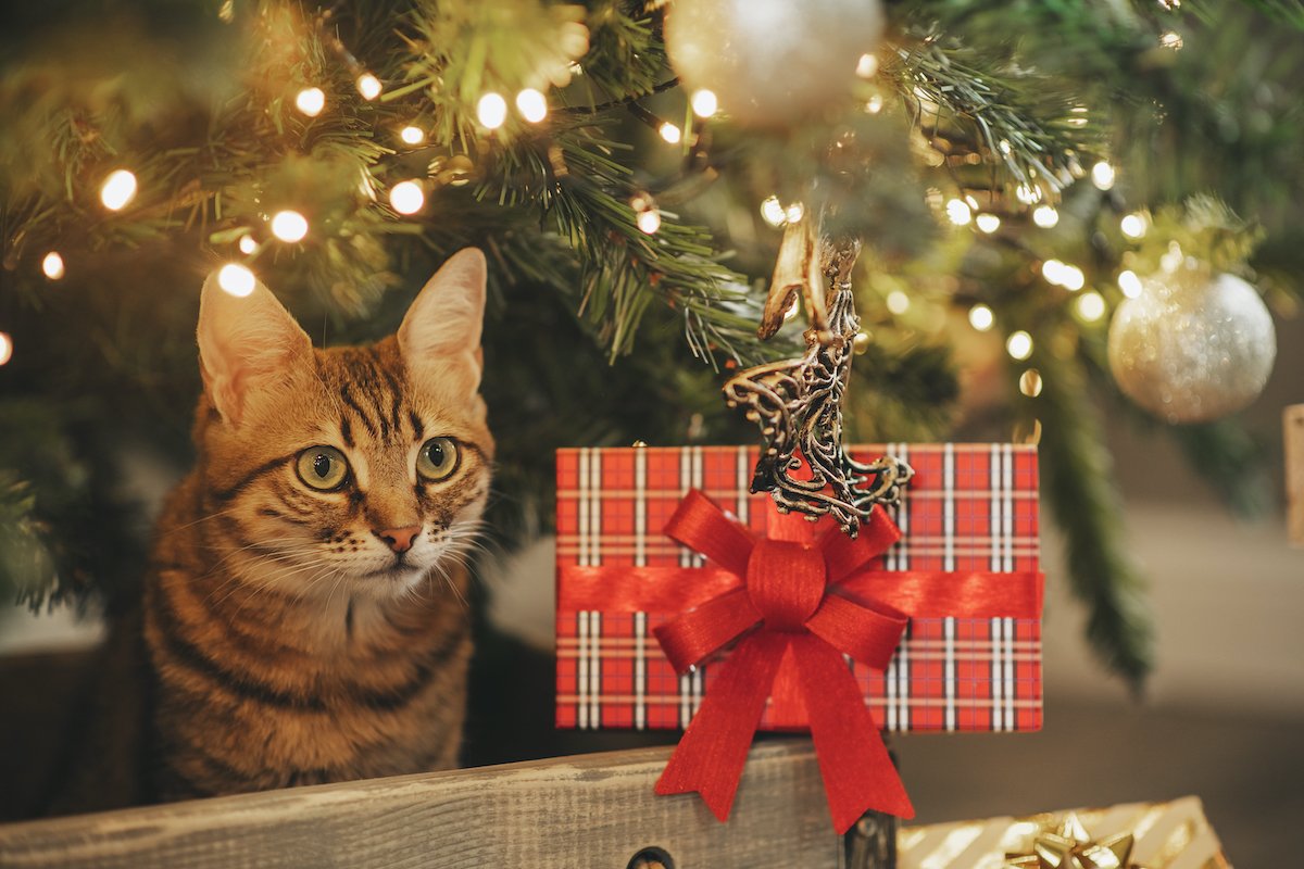 Bengal cat on a Christmas tree background playing with golden balls and toys looking for presents.