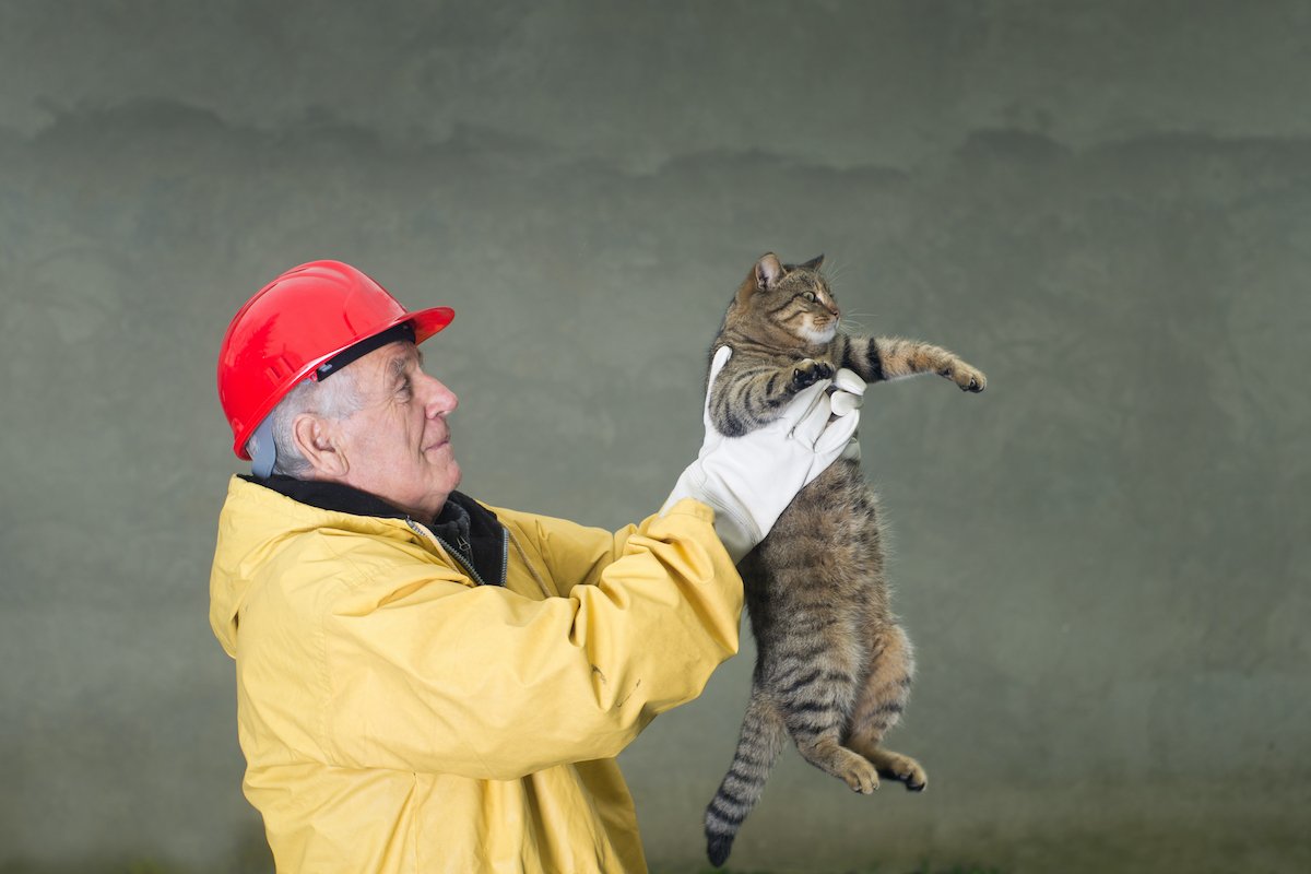Cat rescue