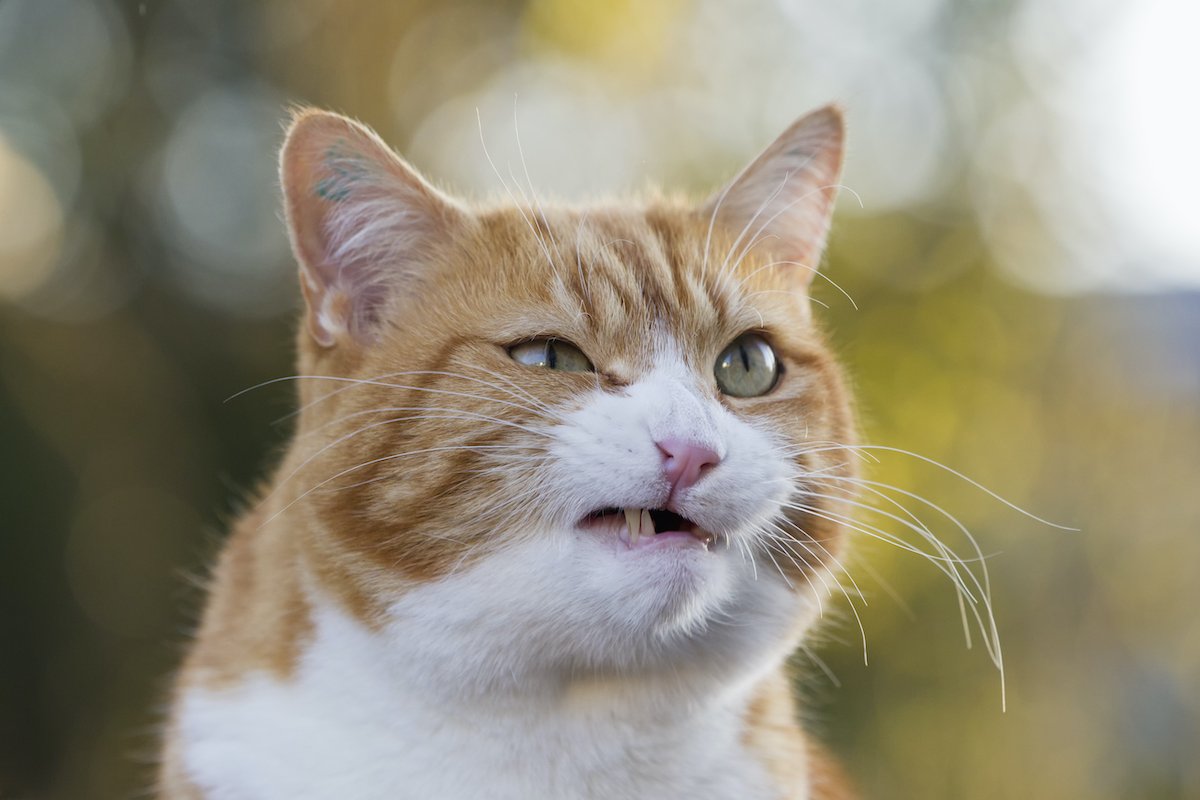 Germany, Bavaria, Close up of angry European Shorthair cat