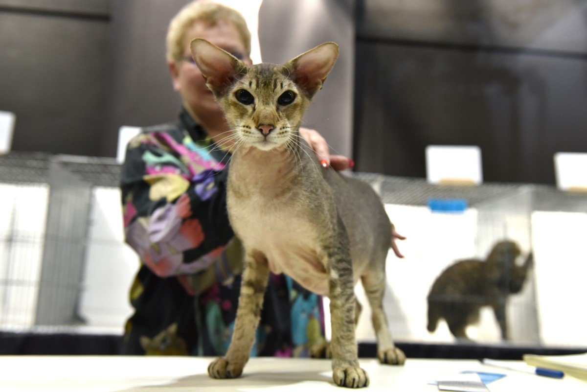 peterbald macska kiállítás