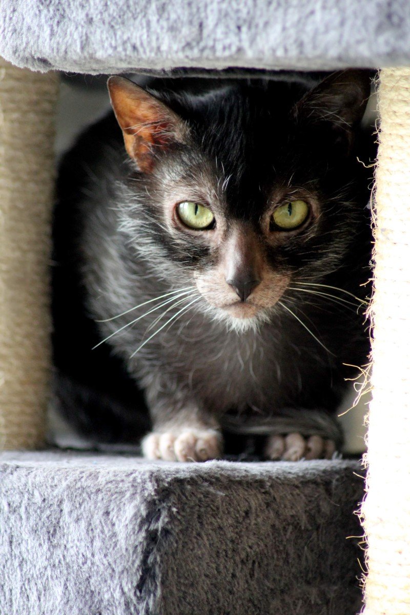 lykoi kaparófa