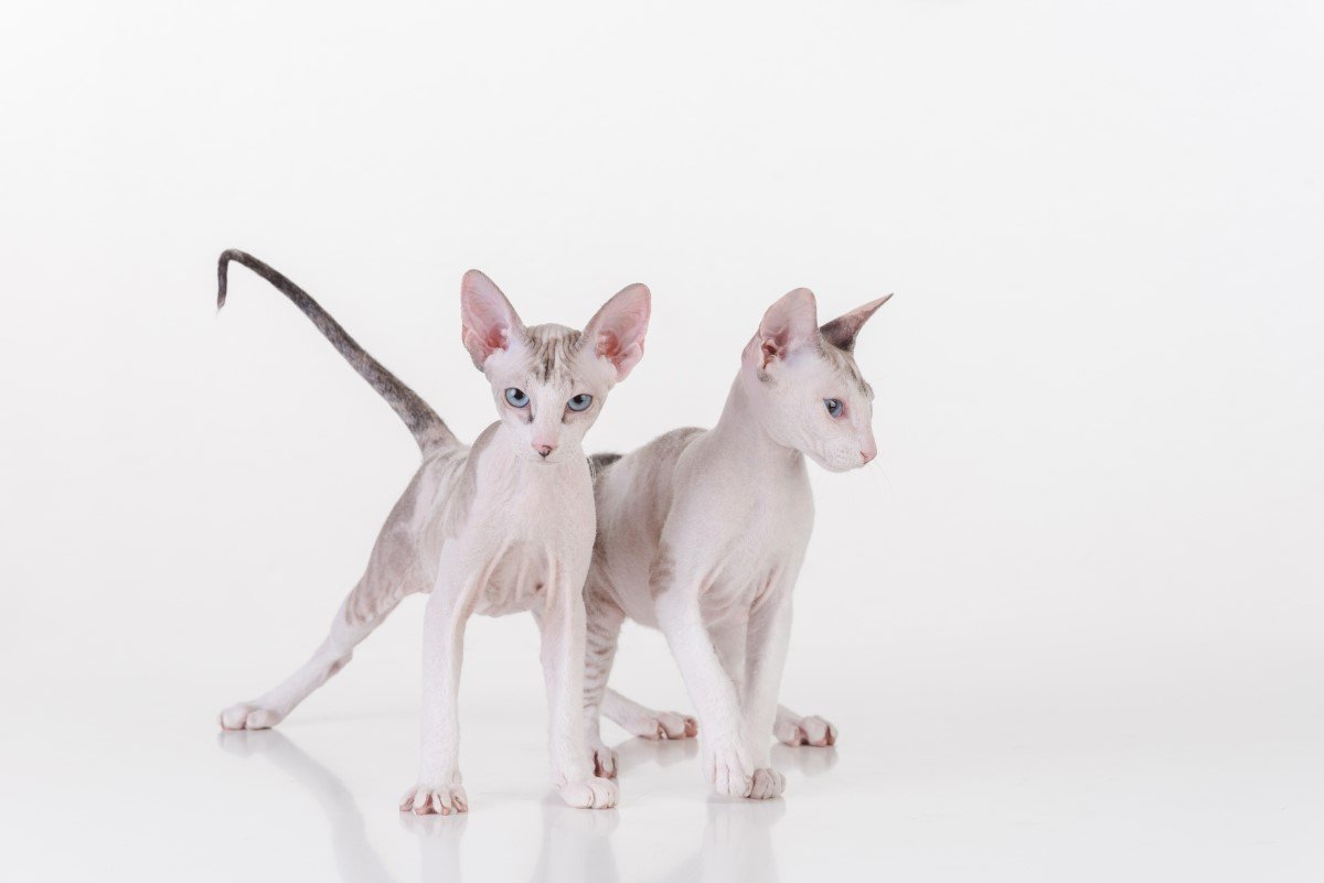 peterbald macska kölykök