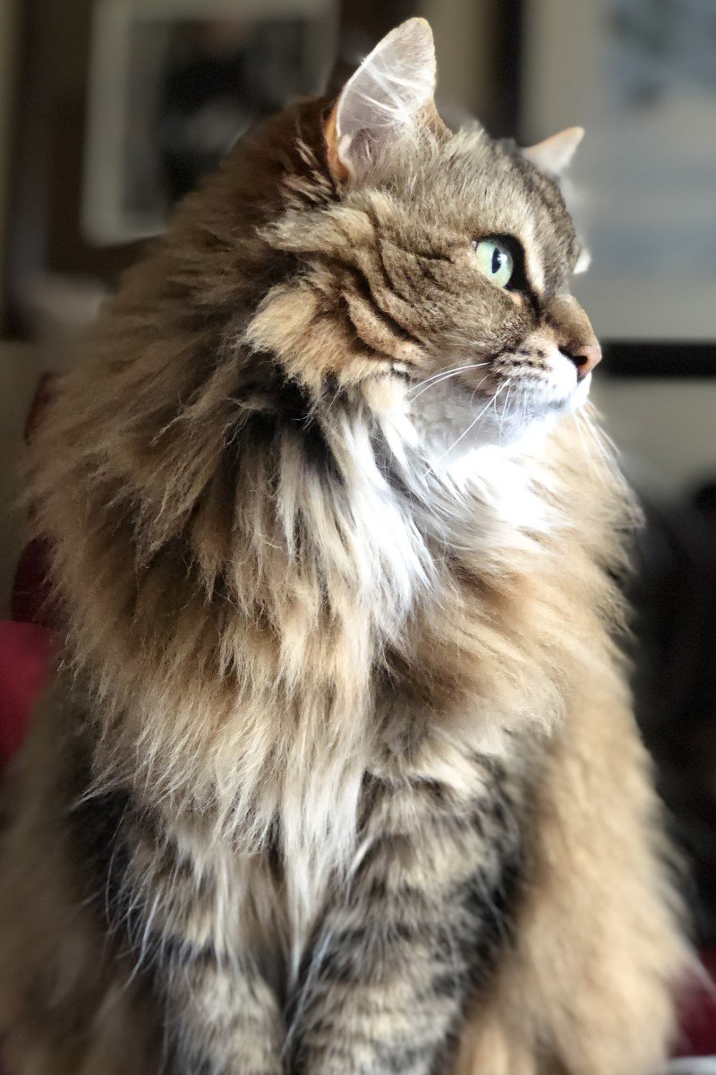 ragamuffin