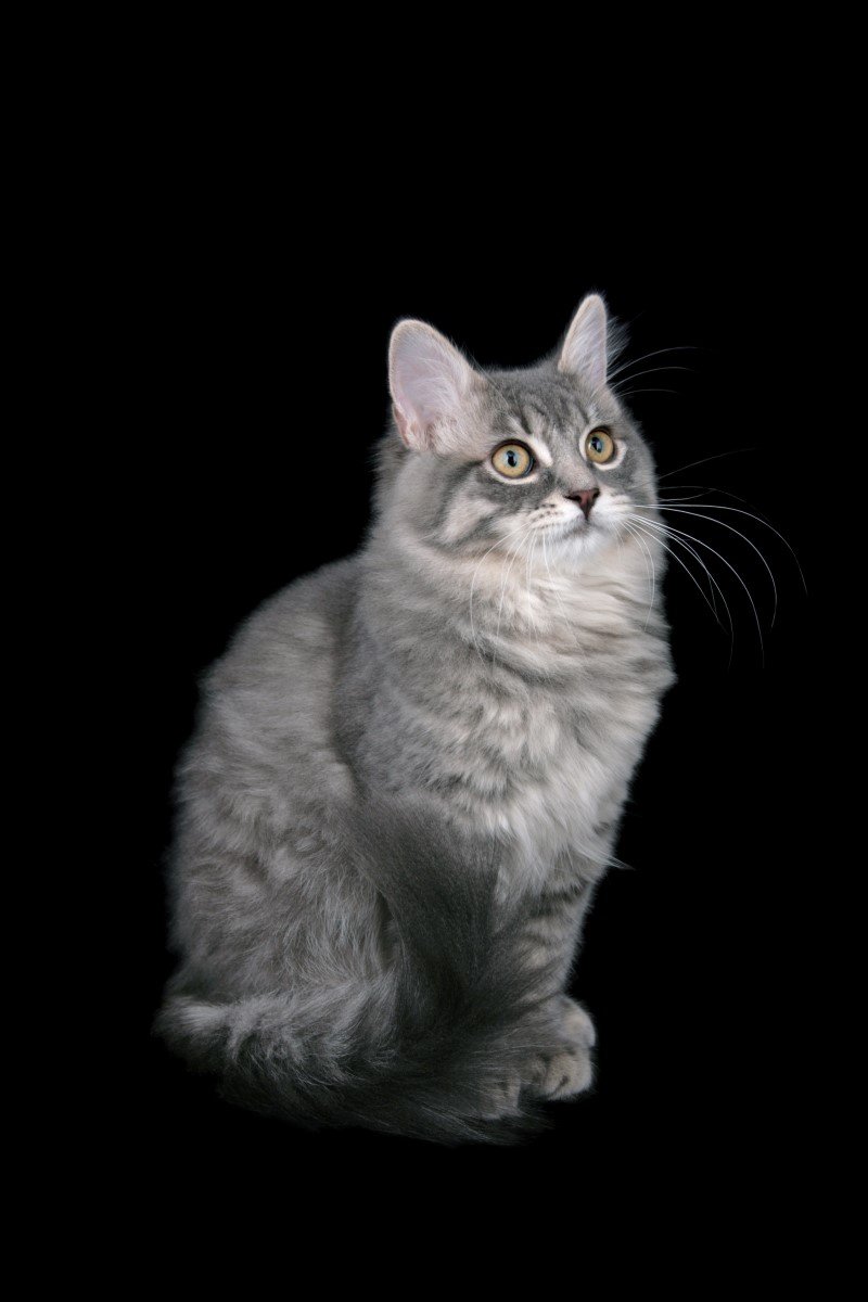 ragamuffin