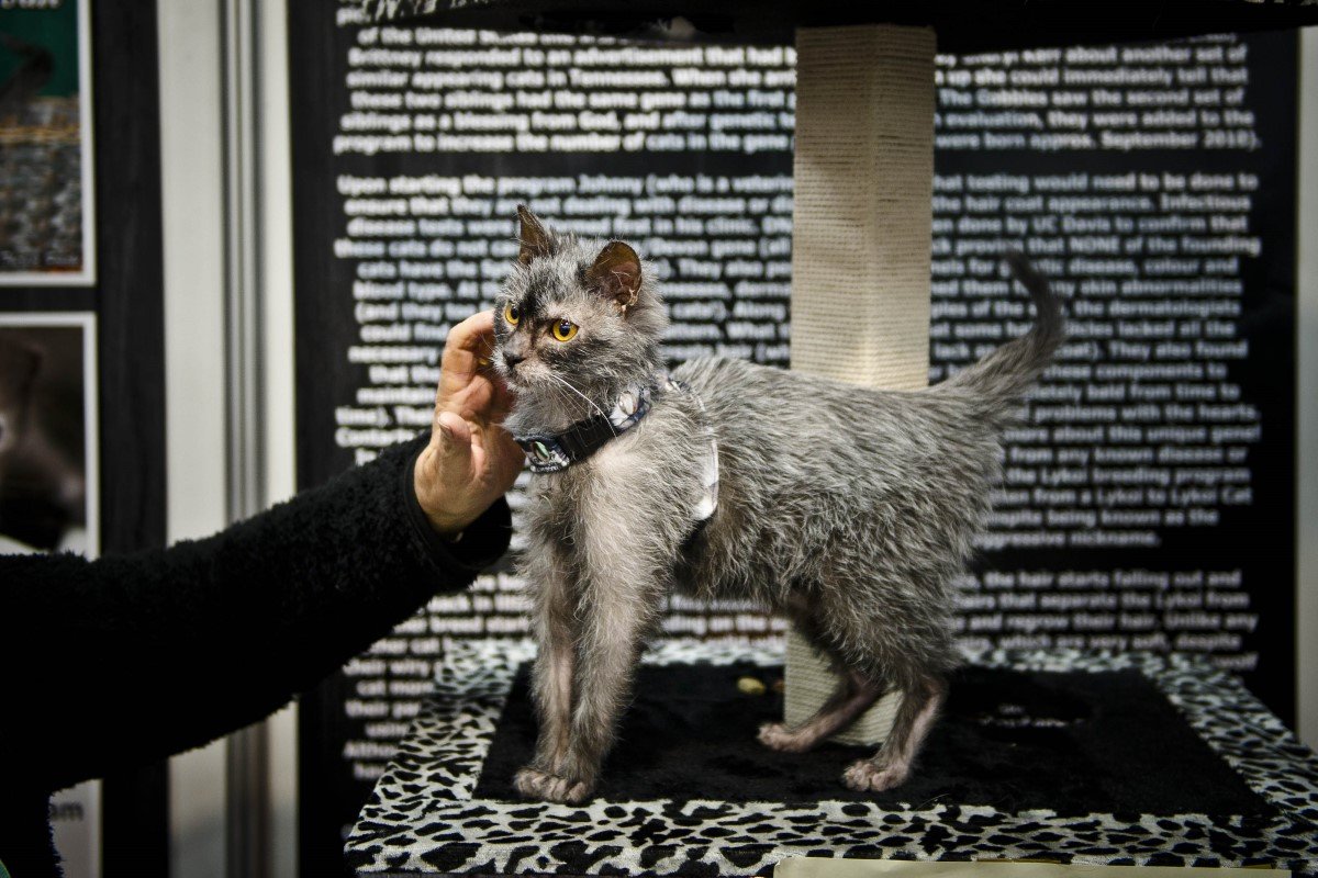 lykoi