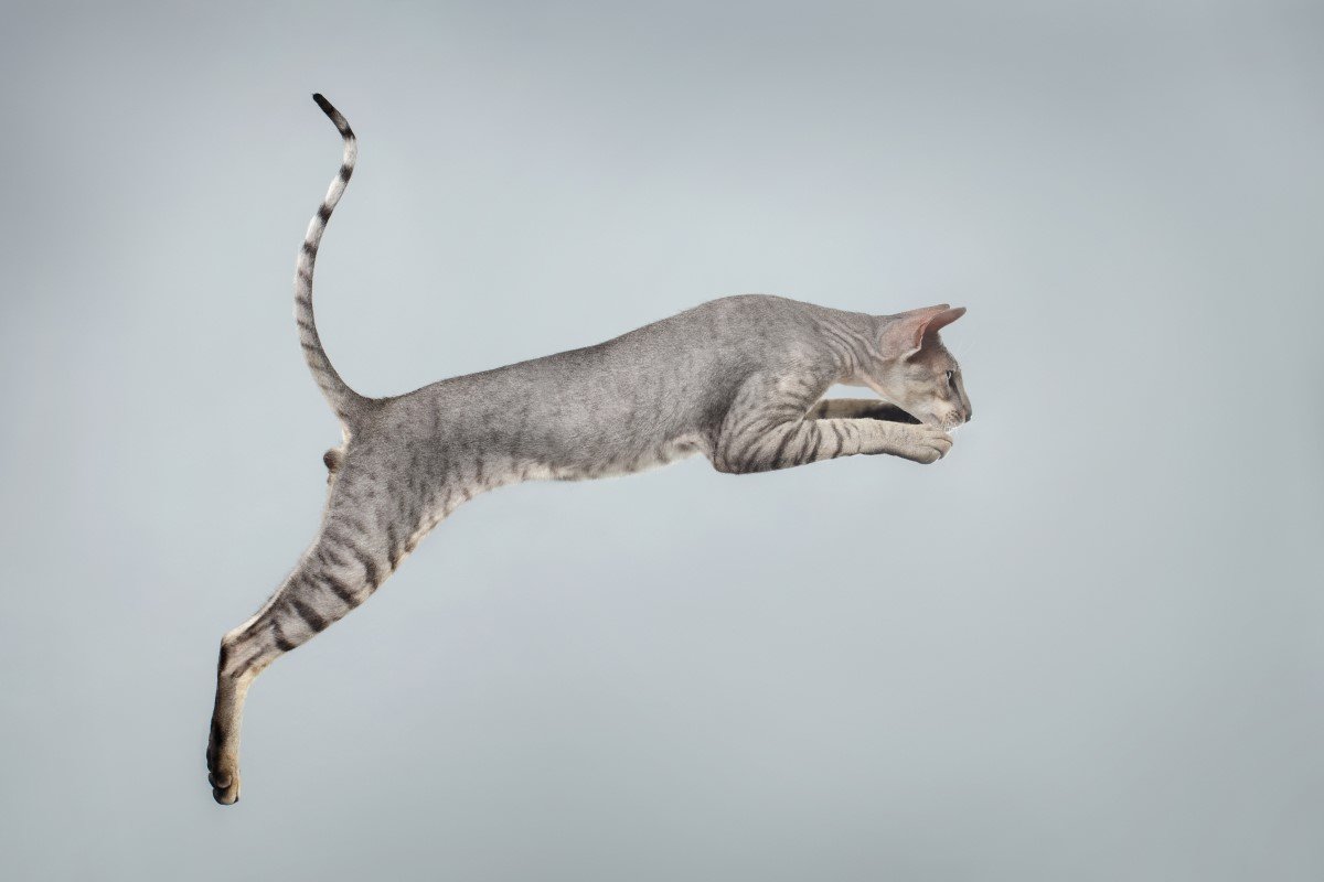 peterbald macska