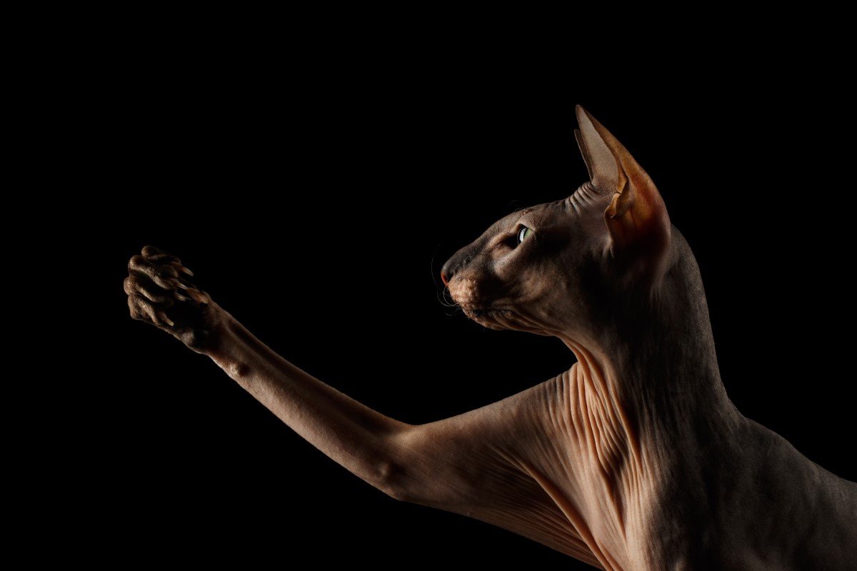 peterbald macska