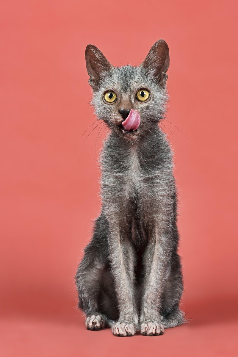 lykoi