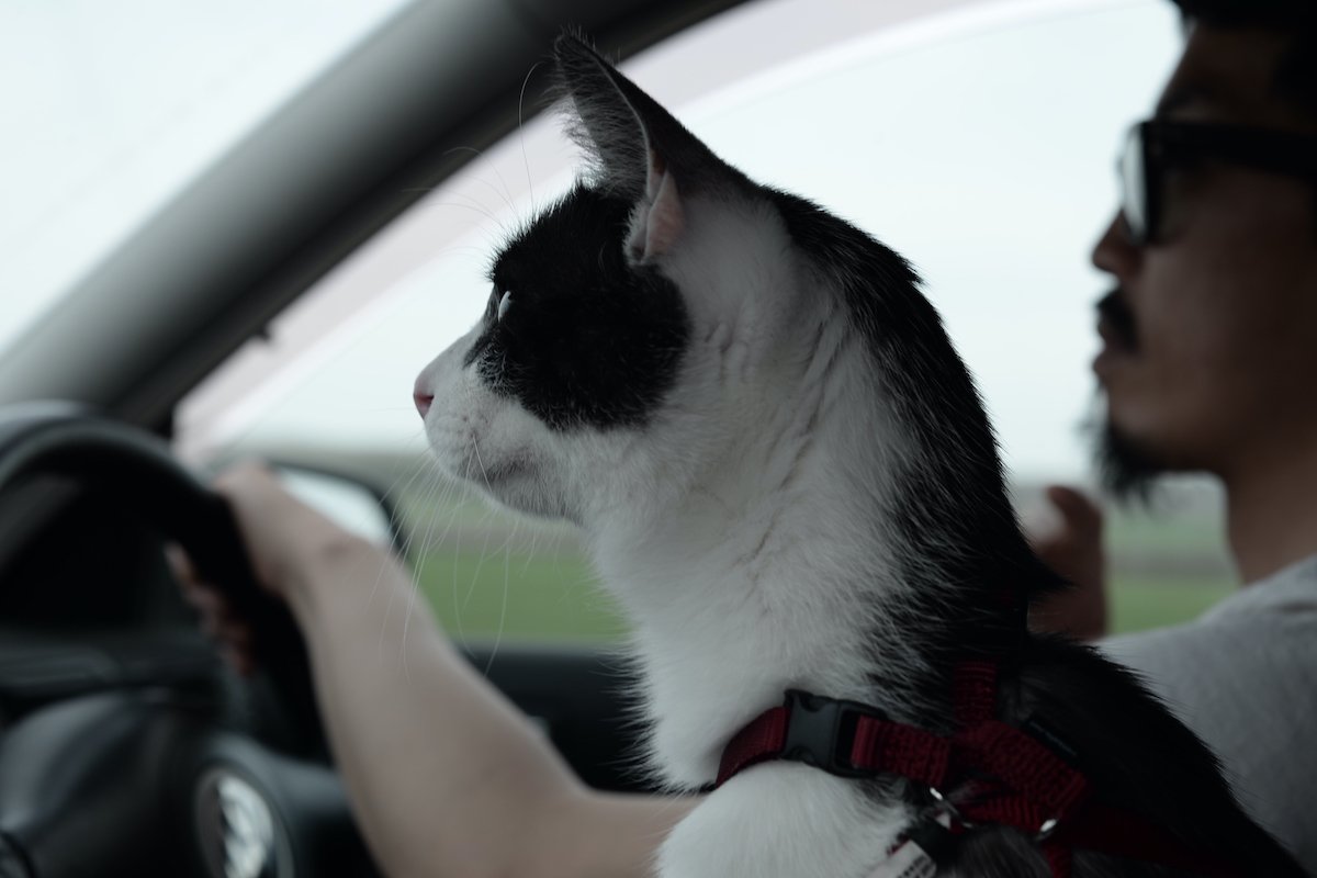 Man With Cat Driving Car