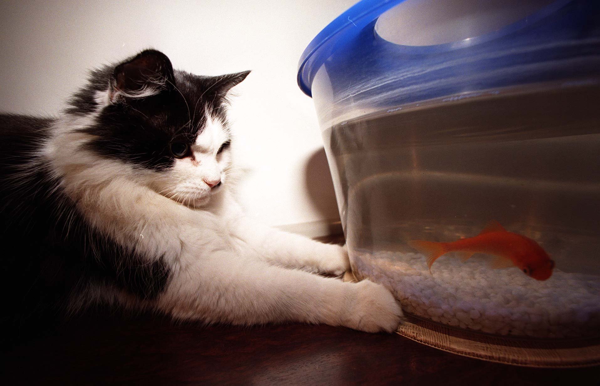 Humphrey the Downing Street cat