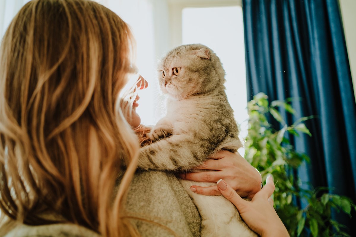 Pet shelter and orphanage. Curious and shocked cat looking around in woman hands