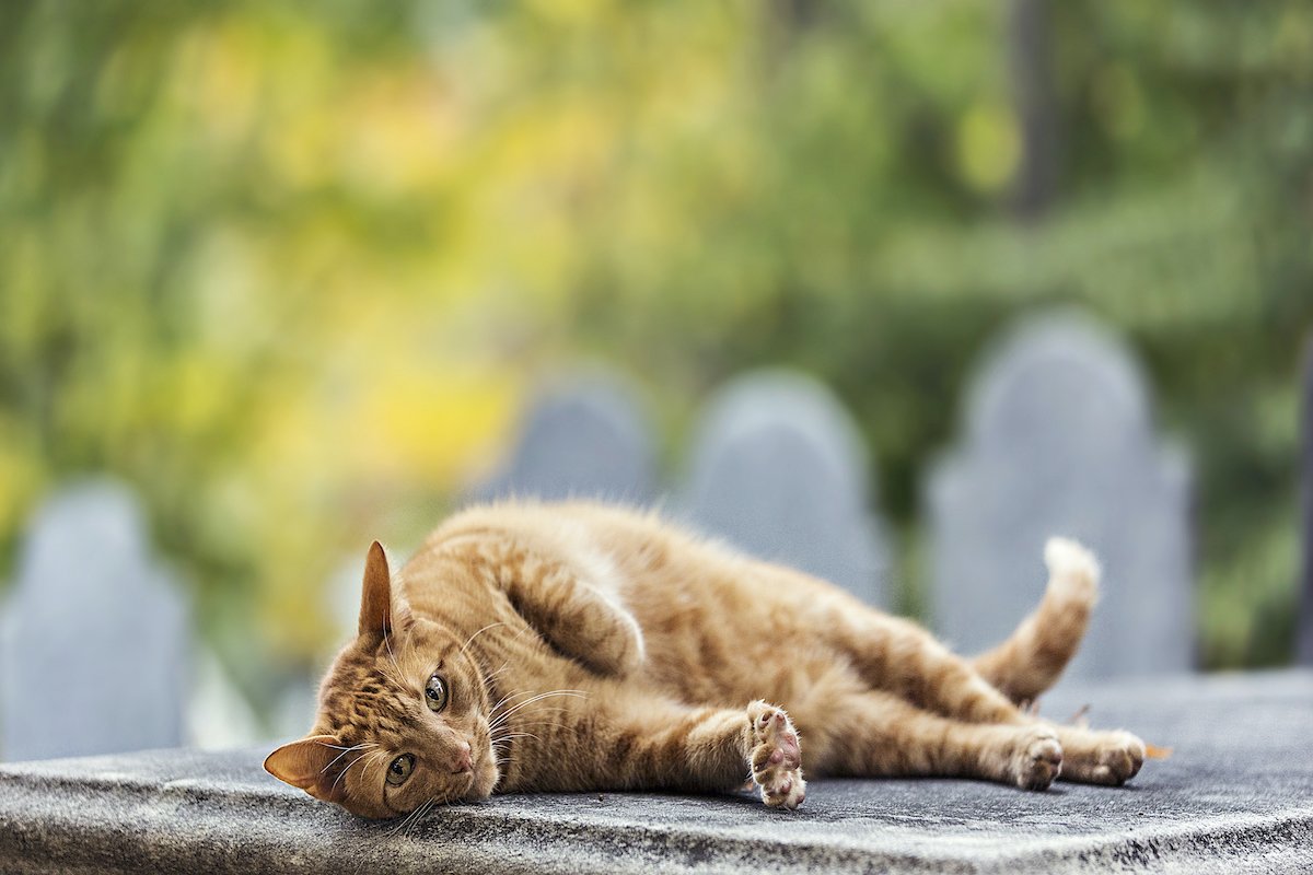 Cat-A-Tomb