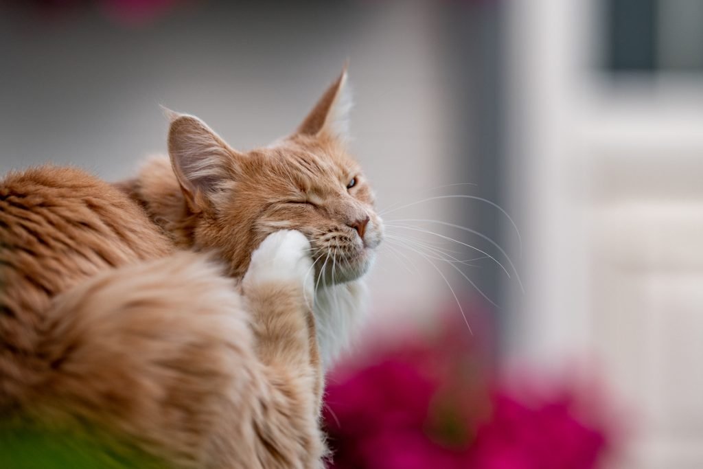 8 common skin diseases in cats with pictures