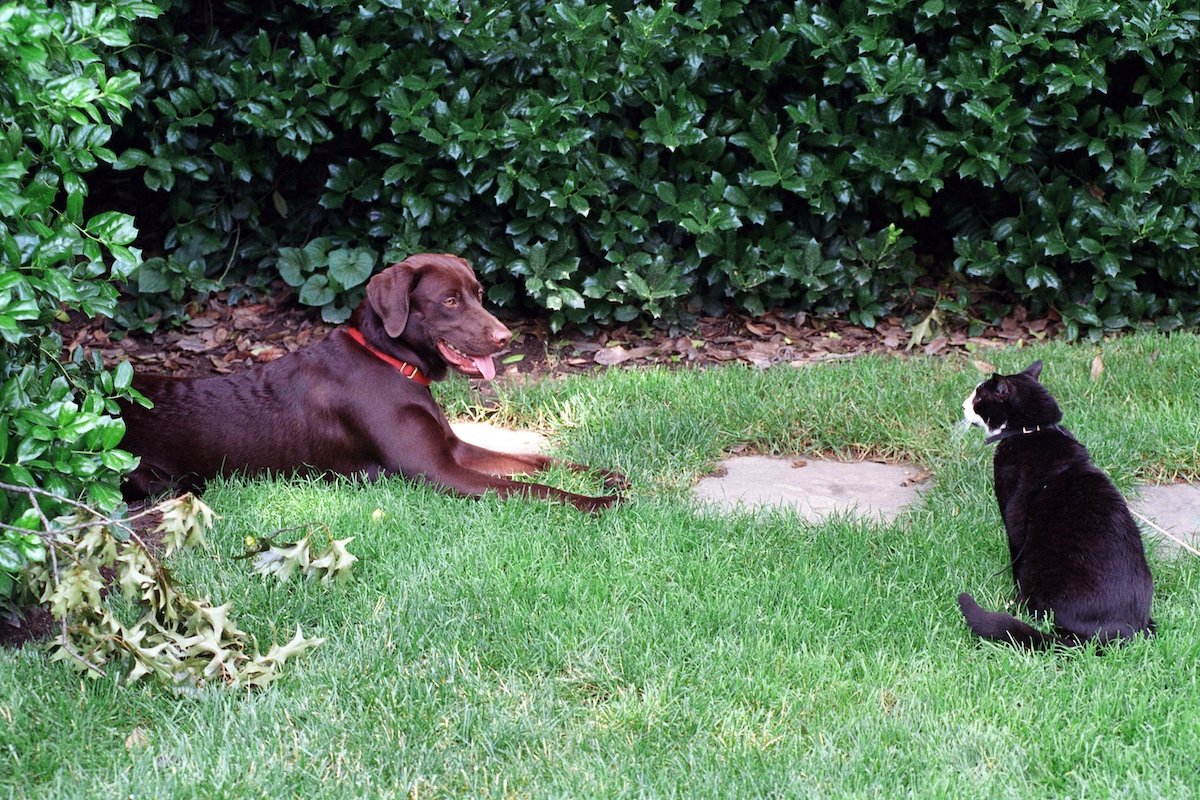 Socks And Buddy