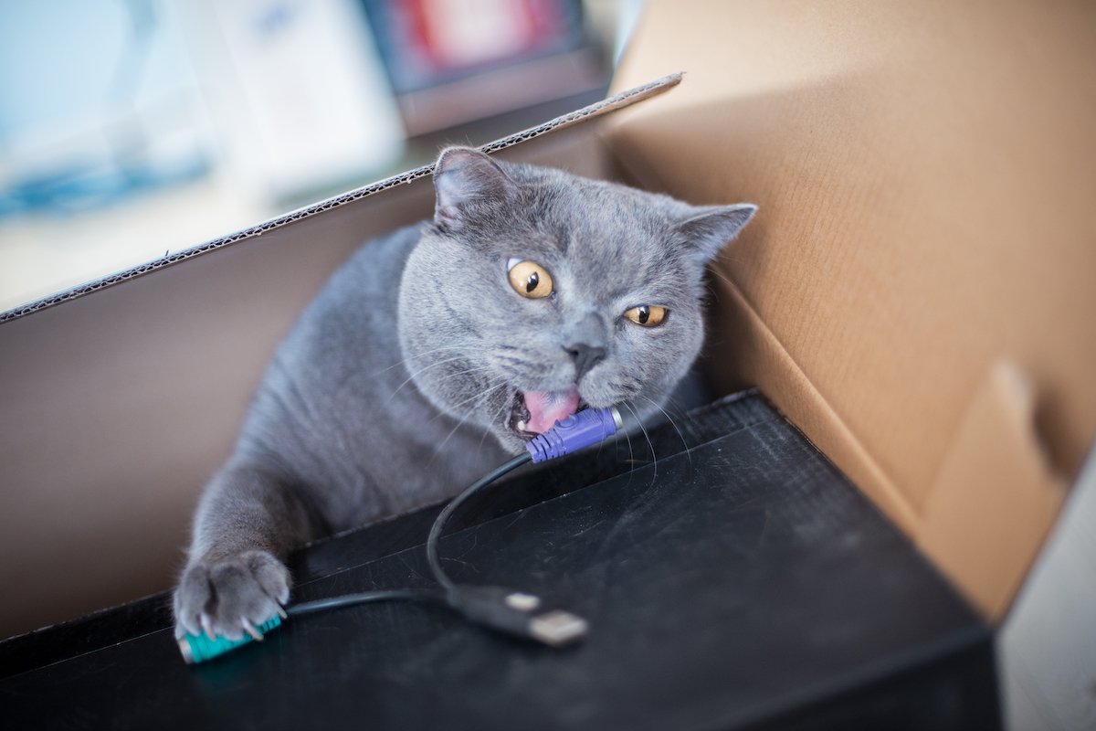 A cat is biting a cable