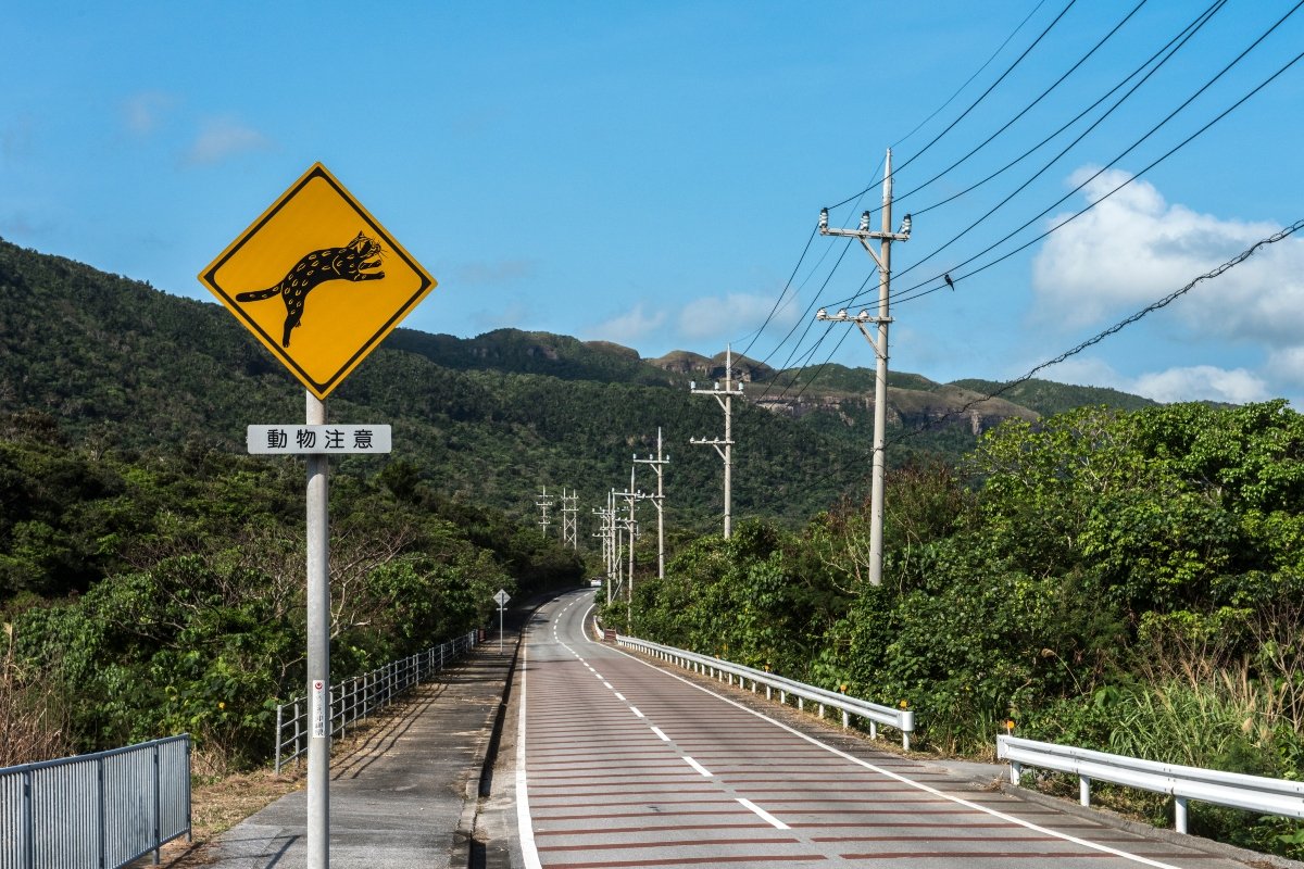 iriomote macska japán