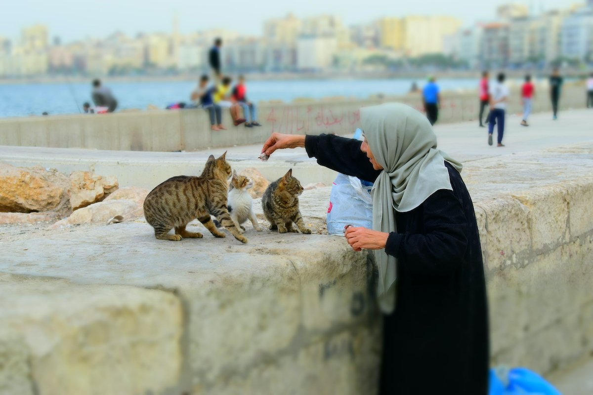 Woman Feeding Cats By Sea
