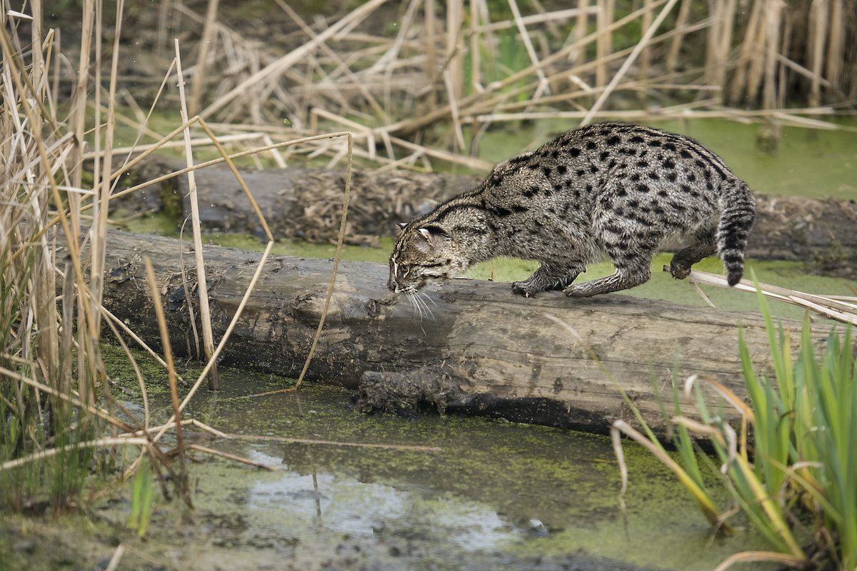 Fishing Cat