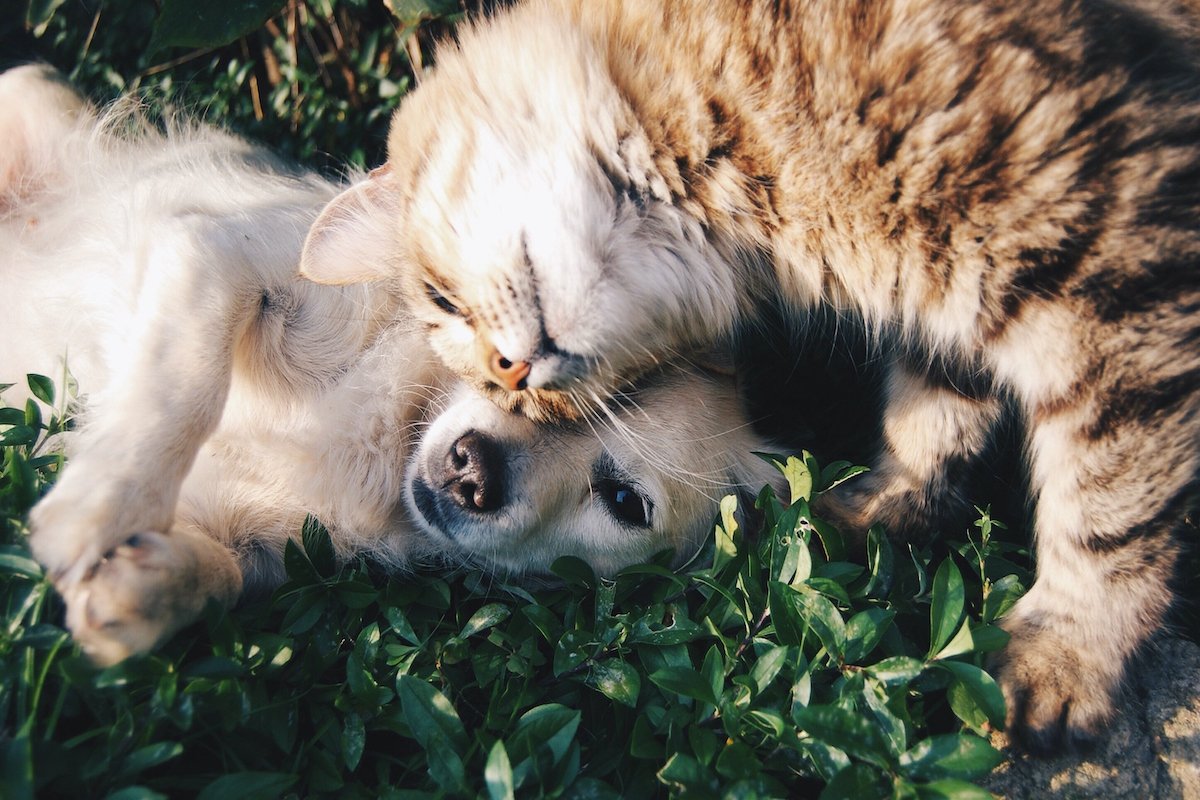 Two Cats paying,Close-up of cat lying on grass