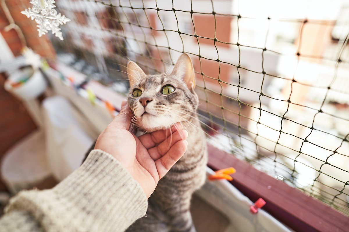 Man petting cat in balcony