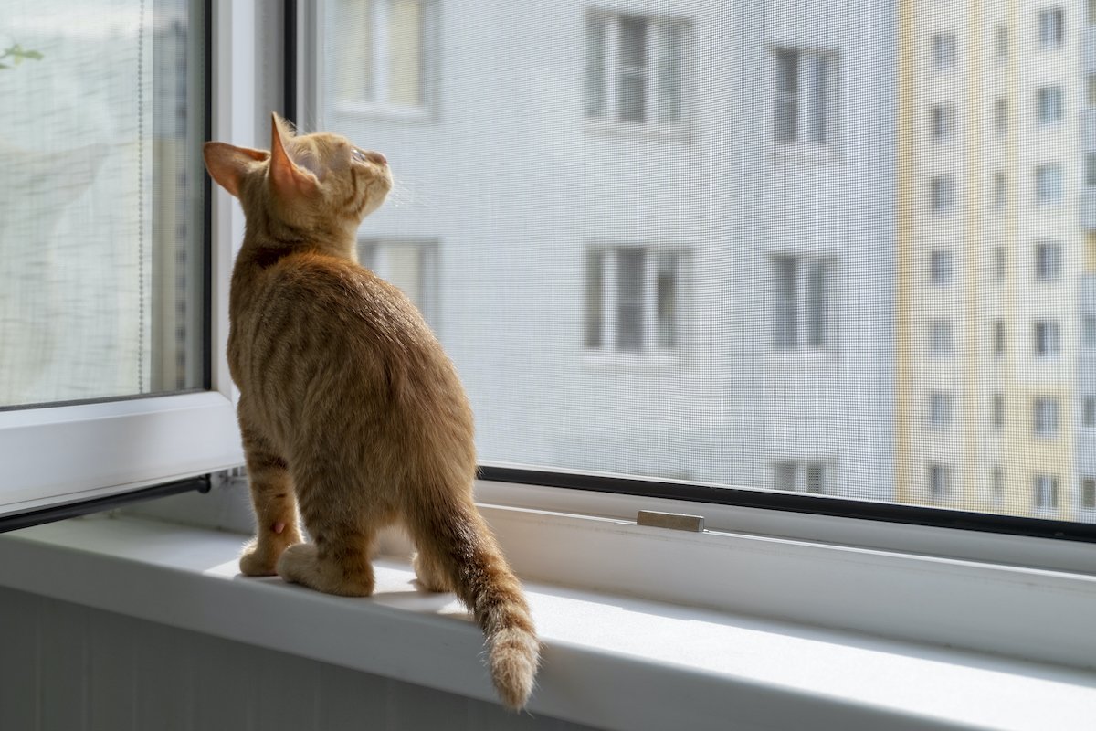 Ginger Tabby Kitten Sits On The Window Sill With A Protective Mosquito And Anti-Vandal Anti-Cat Net