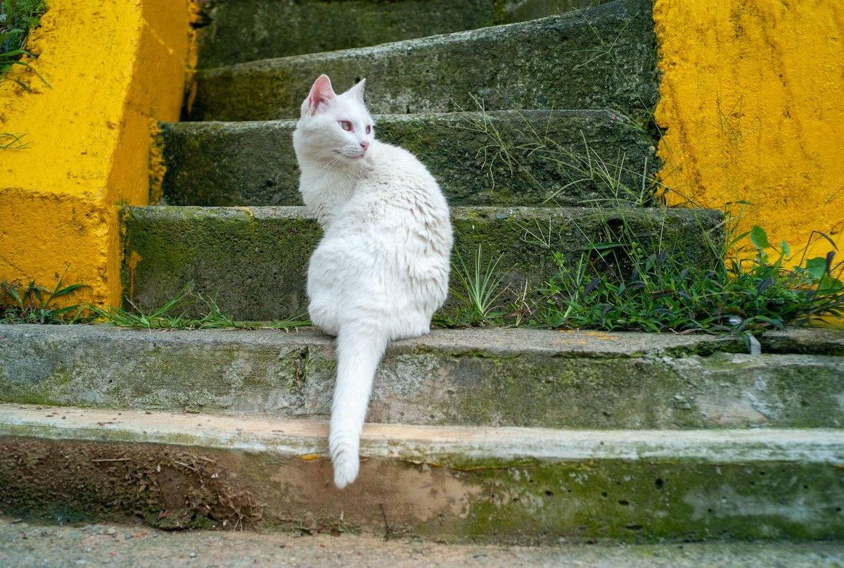 White Cat with Heterochromia, One Eye Light Blue and the Other Green Color in Front of Some Stairs