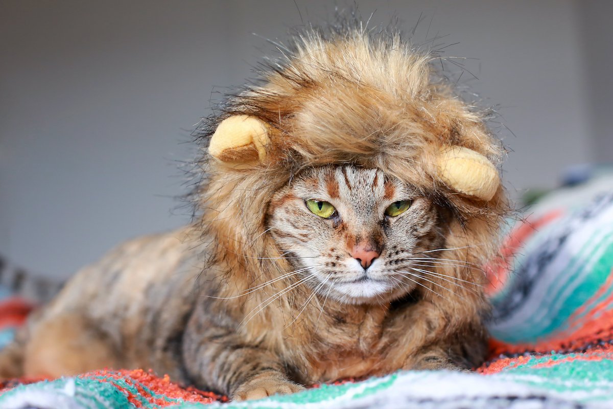 Grumpy Cat Wearing Lion Costume