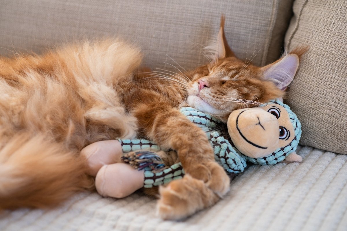 alszik alvás maine coon