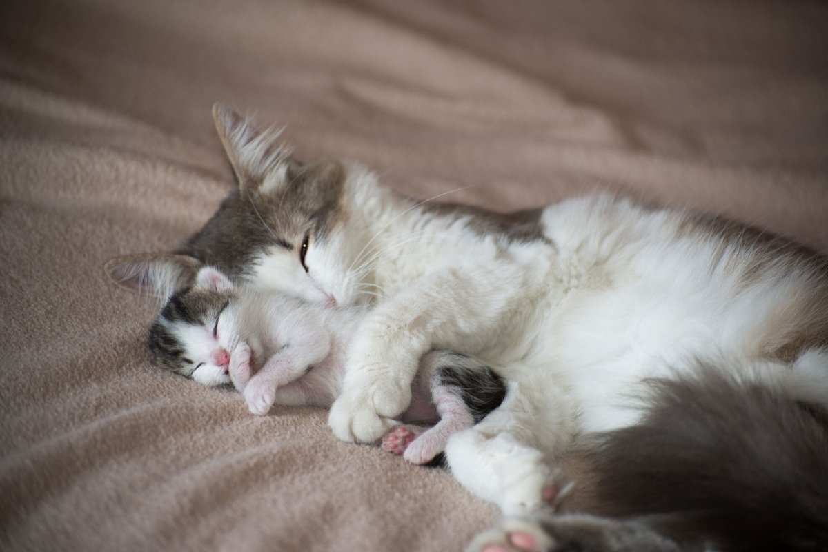 A Cat sleeping with kitten and hugs him