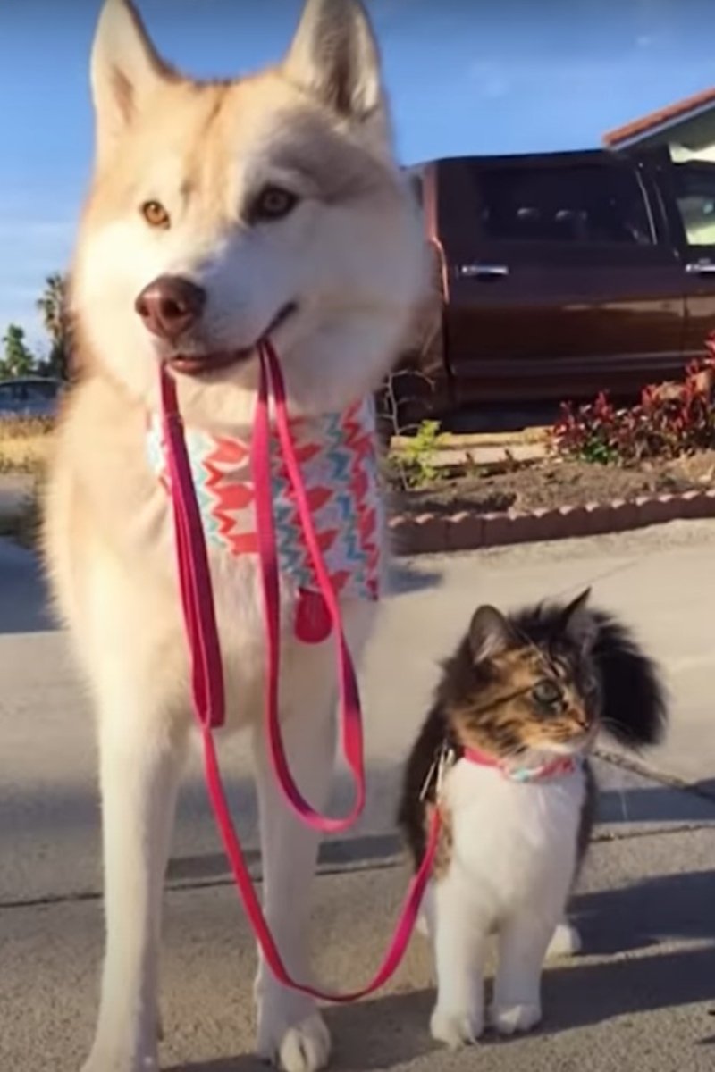 Rosie husky macska 2 (1)