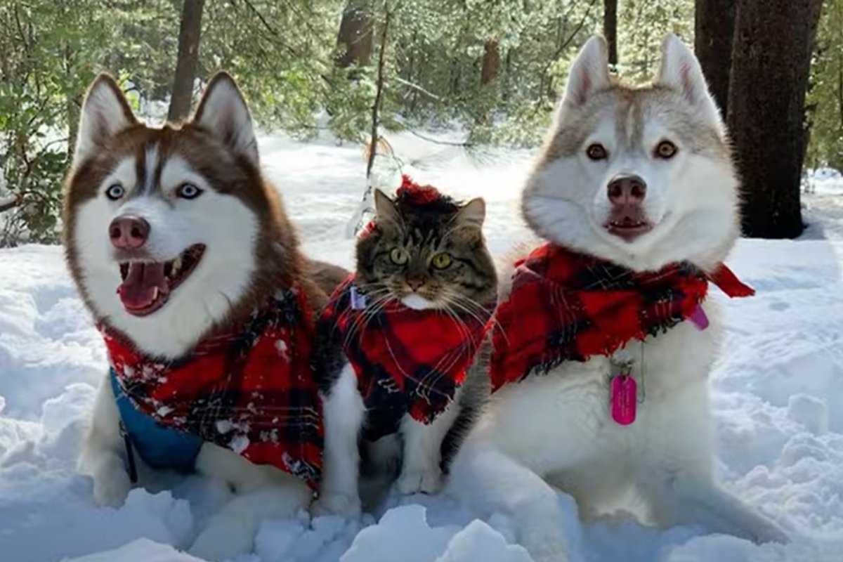 Rosie husky macska borító (1)