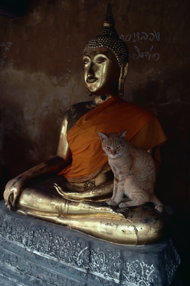 buddha templom vörös cirmos