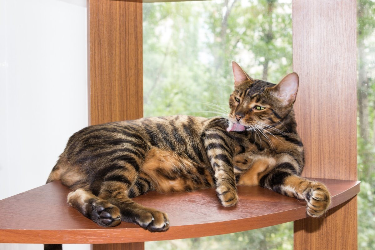 toyger hibrid